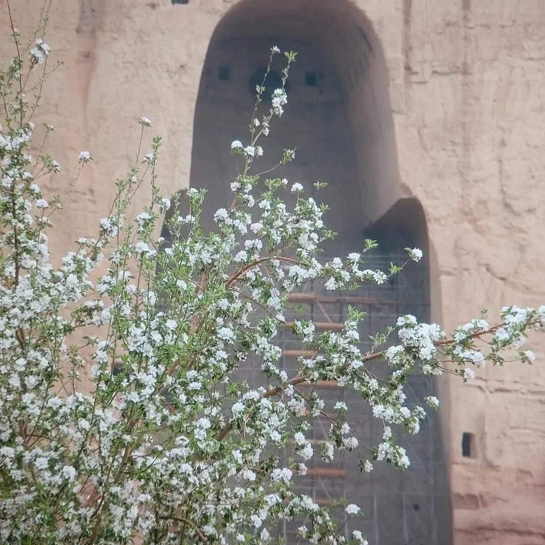 Buddha-Nische von Bamiyan im Frühling, im Vordergrund ein blühender Zweig mit weißen Blüten